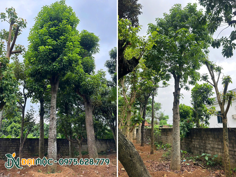 Cây sala cổ thụ vanh gốc 100cm đã dưỡng ủ hơn 1 năm