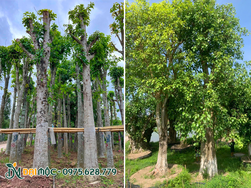 Vườn dưỡng ủ cây lưu niệm cổ thụ trong bầu nổi, tỷ lệ sống 100%
