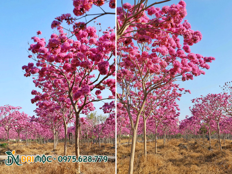 Vườn trồng cây phong linh tím cổ thụ quy mô lớn