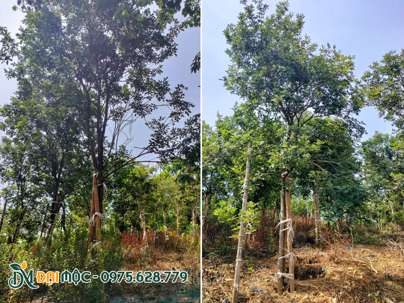 Chăm sóc cây phong linh ra hoa nhiều, màu vàng rực rỡ