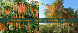 Hướng dẫn chăm sóc cây lộc vừng đại thụ ra hoa đẹp