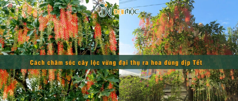 Hướng dẫn chăm sóc cây lộc vừng đại thụ ra hoa đẹp