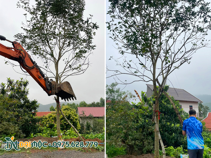 Trồng cây phong linh tím cổ thụ cao 6m cho biệt thự sinh thái