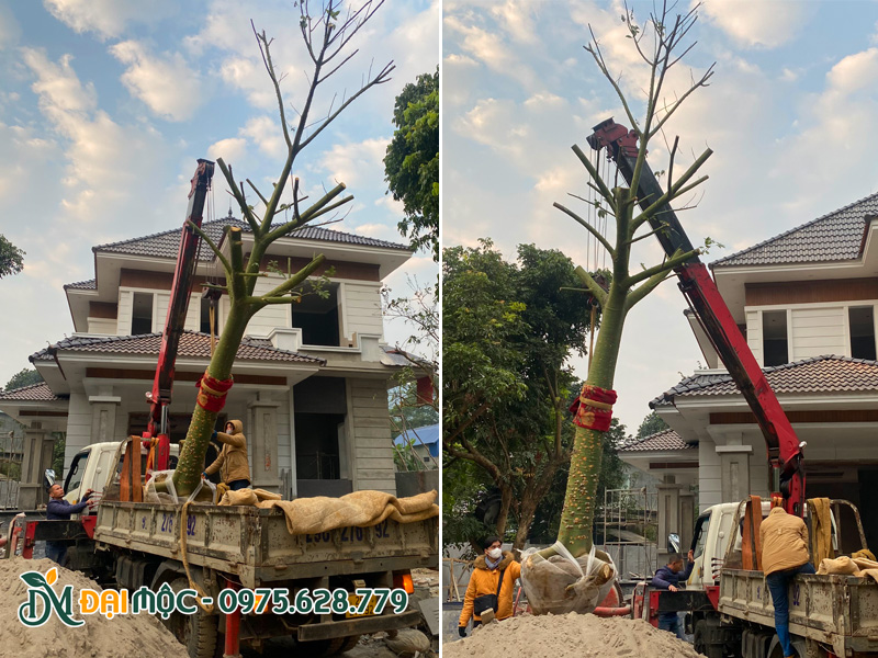 Xe cẩu đang đưa cây mỹ nhân cổ thụ vào hố trồng tại sân vườn biệt thự ở Phú Thọ