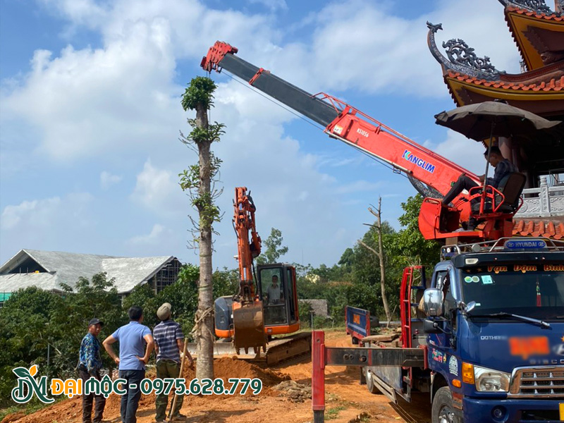 Cẩu hạ và thi công trồng cây sala cổ thụ