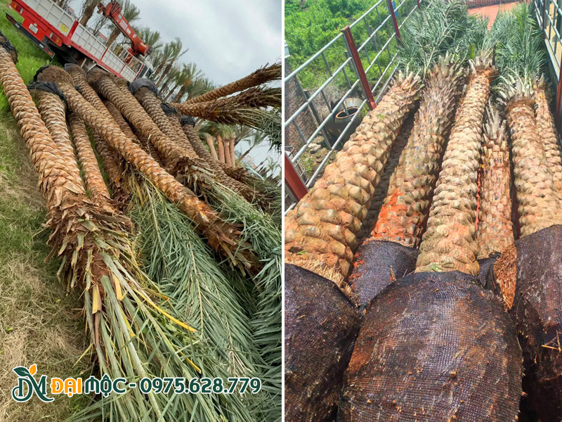 Cẩu hạ hàng chục cây chà là cổ thụ lóng thân cao 5m trở lên