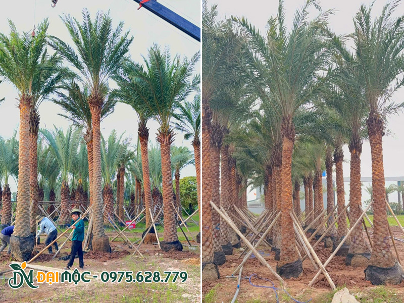 Tuyển chọn cây chà là đại thụ lóng thân cao 5 - 6m tại bãi ủ ở Đồng Tháp