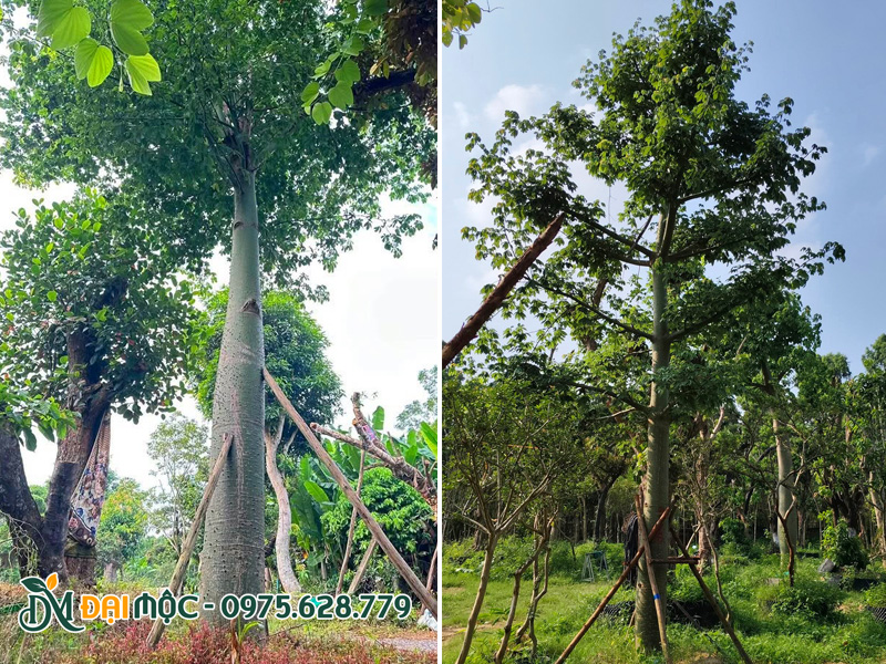 Cây mỹ nhân cổ thụ đã dâm ủ, chiều cao 5 - 6m