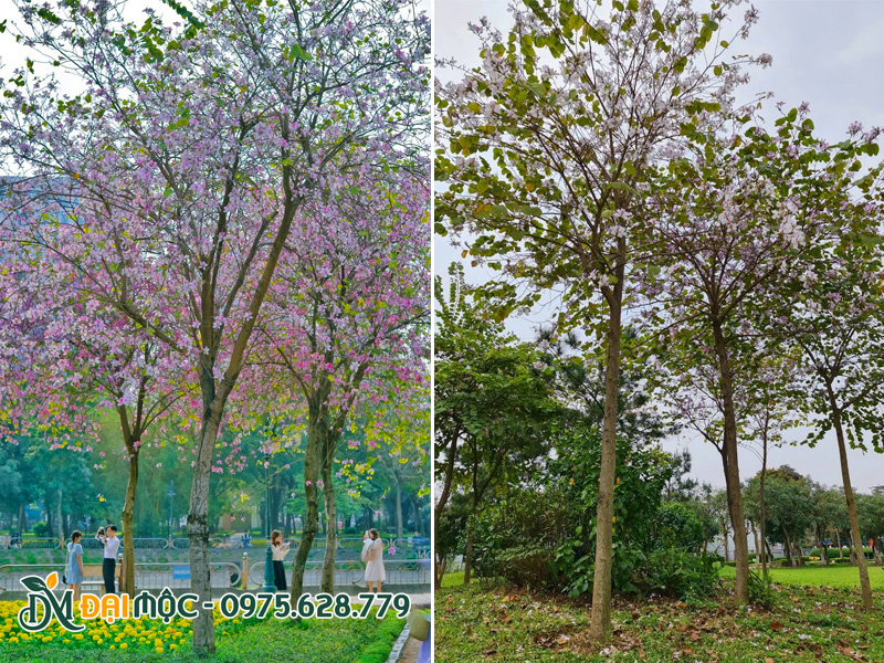 Ban trắng tây bắc đã dưỡng ủ nhiều năm, ra hoa ổn định