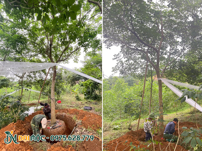 Bứng nóng cây phong linh tím cổ thụ đường kính gốc 20cm trở lên