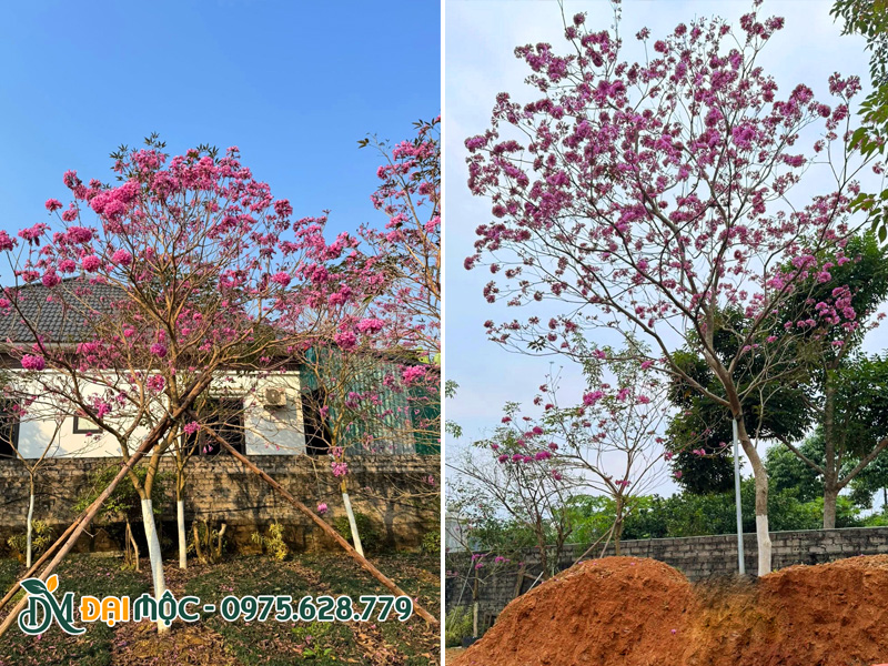 Phong linh tím cổ thụ cao 4 - 6m trồng sân vườn biệt thự