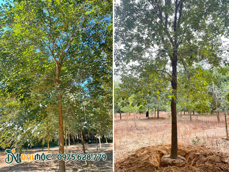 Bứng bầu cây phong linh vàng cổ thụ thoát thân cao 3 - 4m