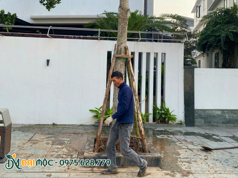 Tiến hành cố định cây ban tây bắc cổ thụ mới trồng bằng cọc gỗ
