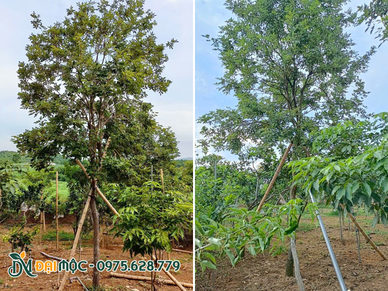 Chống cọc cố định để bảo vệ cây trước gió bão