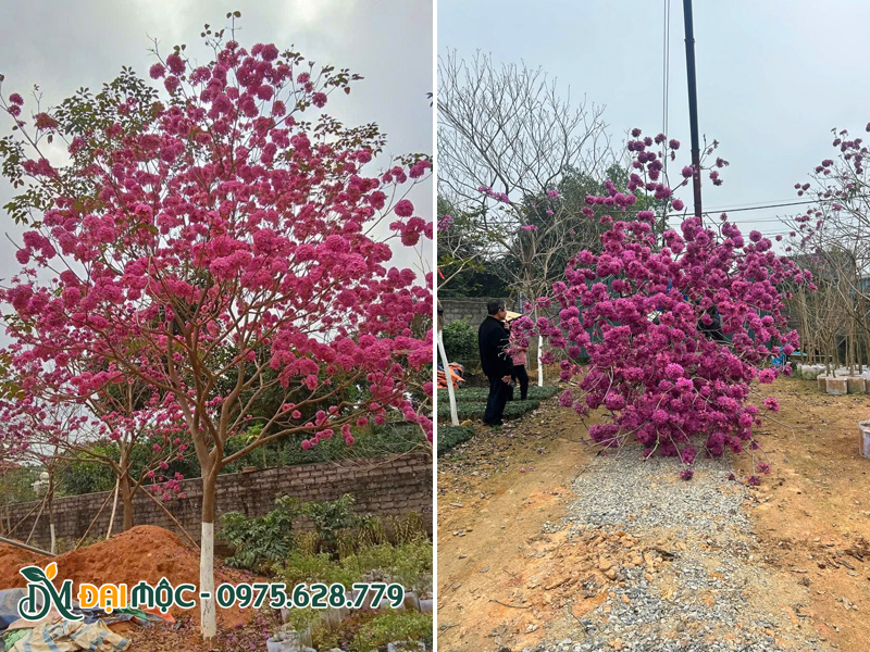 Trồng cây phong linh tím cổ thụ sẵn hoa