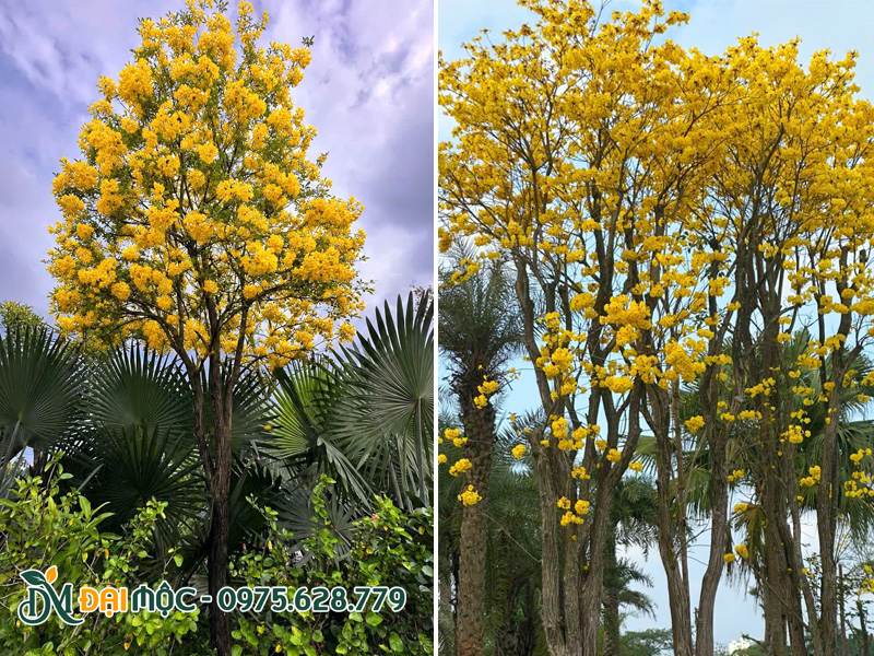 Cây hoa phong linh vàng cổ thụ đang nở rộ vô cùng rực rỡ