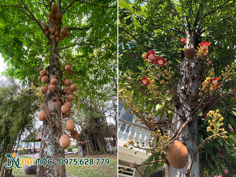 Sala cổ thụ trồng trong khuôn viên resort