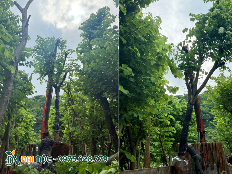 Chọn và cẩu câu ban tây bắc cổ thụ lên xe