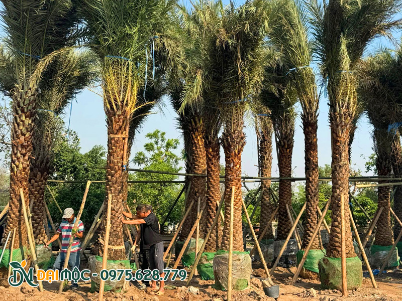 Cây chà là cổ thụ mới dâm ủ tại bãi ở Hưng Yên