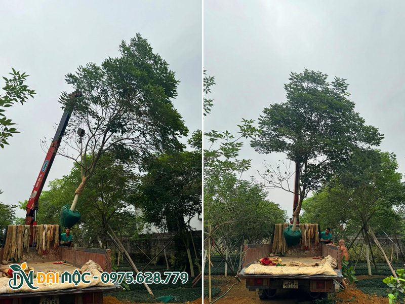 Đưa cây phong linh tím đường kính gốc 15cm trở lên