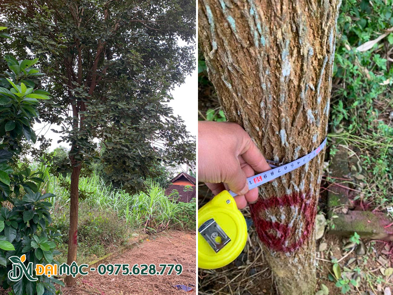 Cây phong linh vàng cổ thụ vanh thân gần 50cm