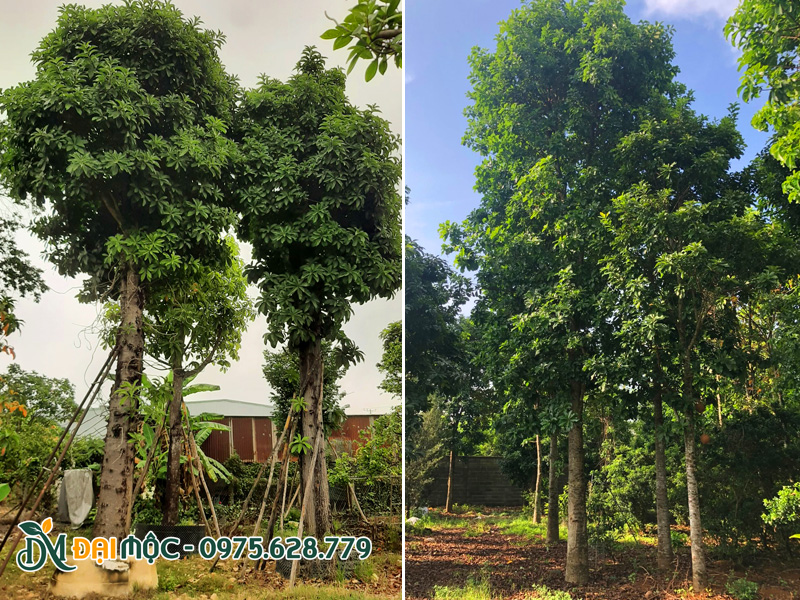 Vườn trồng và dưỡng ủ sala đại thụ