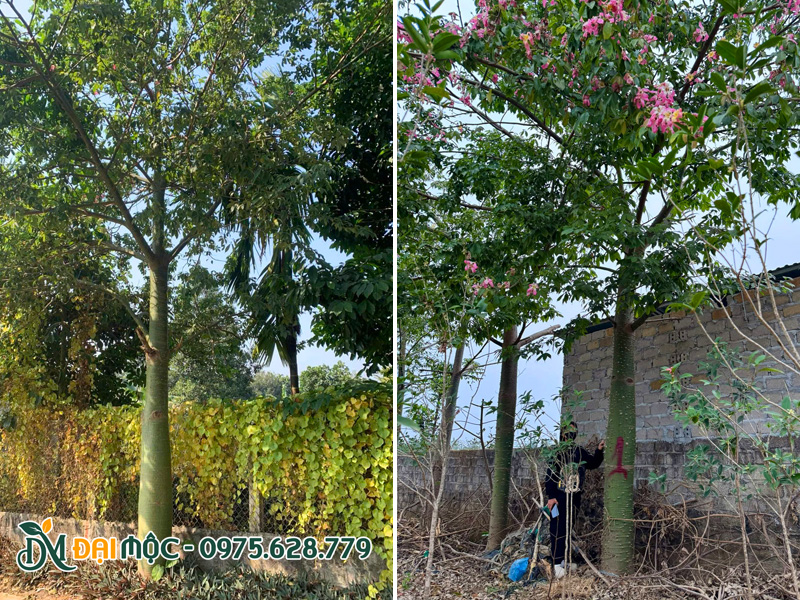 Hình dáng tổng thể của cây mỹ nhân cổ thụ