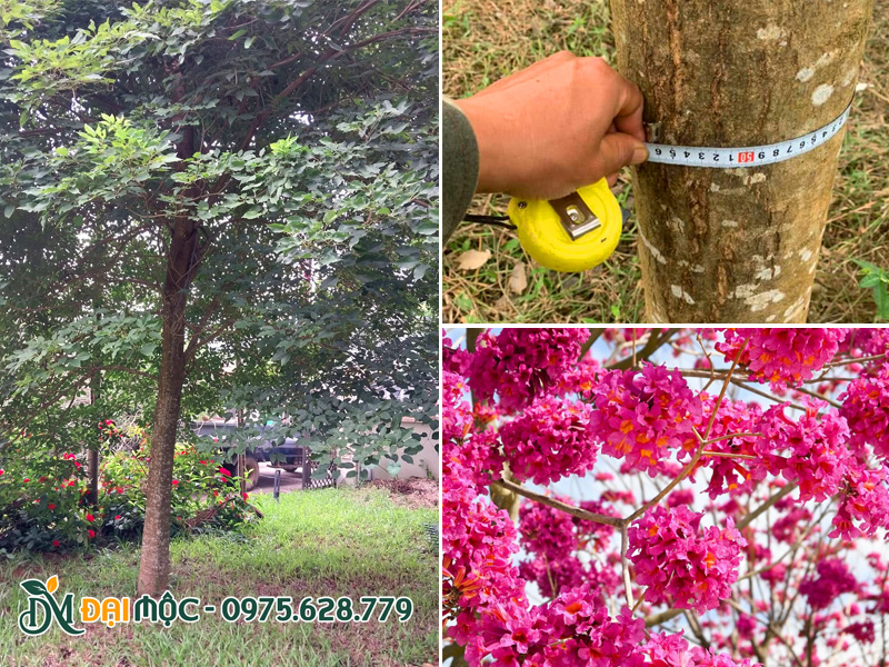 Cây bóng mát có hoa đẹp