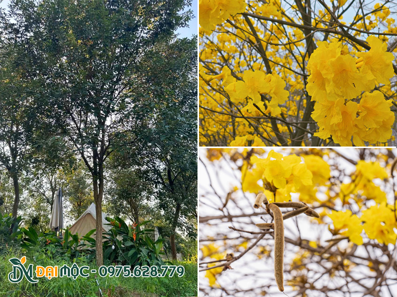 Đặc điểm hình thái cây hoa phong linh vàng cổ thụ