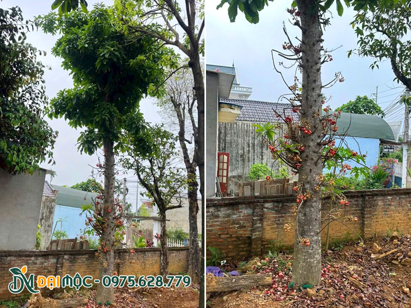 Cây sala cổ thụ thoát thân cao 4m, cành hoa mọc chi chít