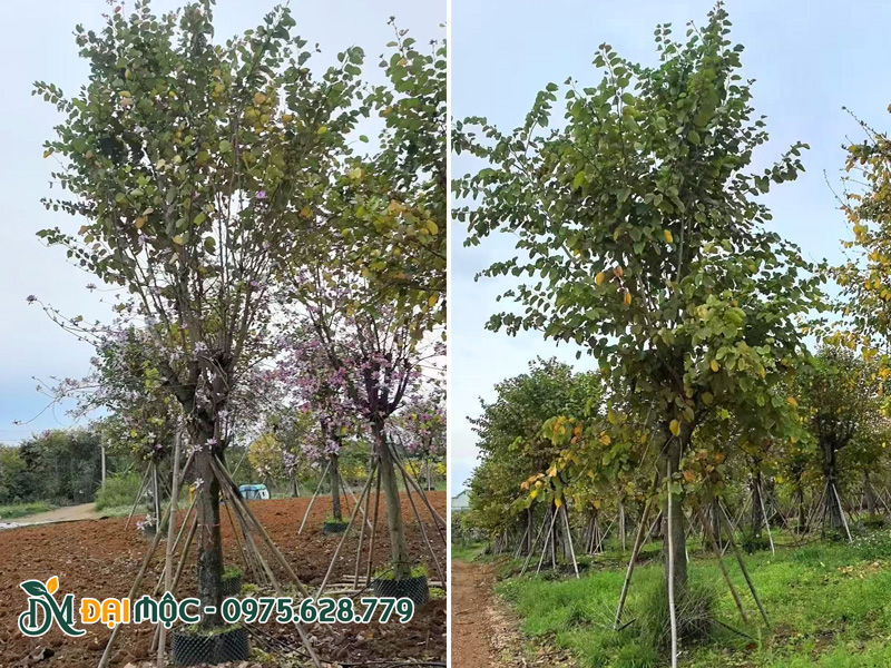 Vườn dưỡng ủ cây ban tây bắc cổ thụ đường kính gốc trên 20cm