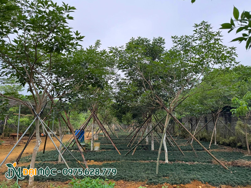 Vườn nhân giống, nuôi trồng phong linh tím lớn nhất miền Bắc