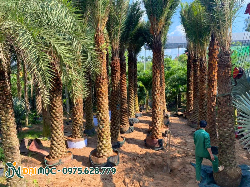 Dâm ủ bầu chìm hàng trăm cây chà là cổ thụ lóng thân cao 4 - 5m