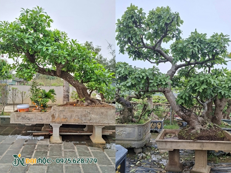 Cây lộc vừng dáng bay uốn lượn ấn tượng