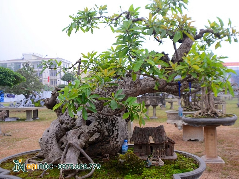 Cây lộc vừng cổ thụ dáng xiêu rất được ưa chuộng