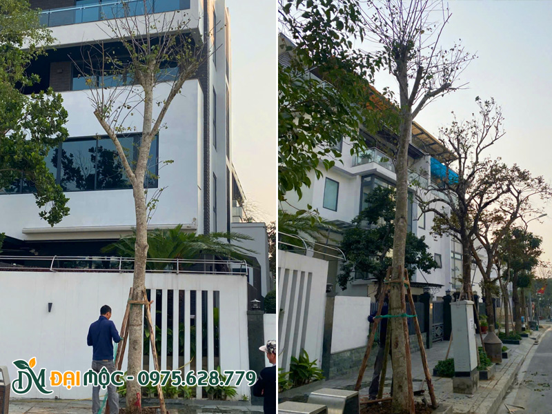 Thi công trồng cây ban trắng tây bắc cổ thụ cho biệt thự