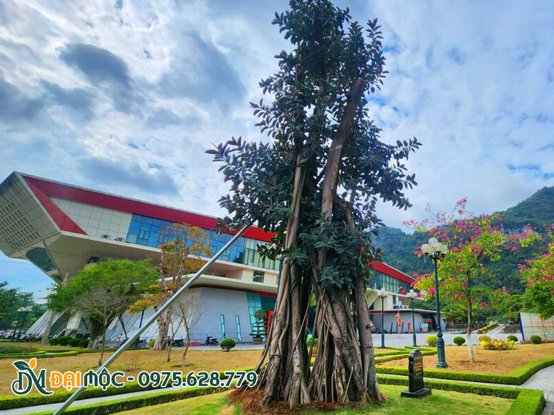 Cây đa búp đỏ cổ thụ trồng lưu niệm sau 3 tháng đã bắt đầu ra nhiều chồi non
