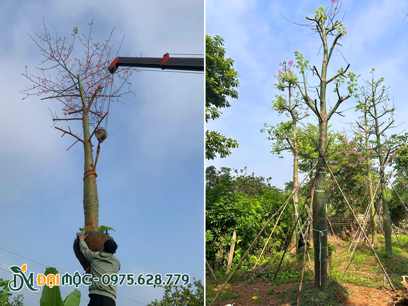 Cẩu hạ trồng cây mỹ nhân cổ thụ đã dâm ủ, chống cọc chắc chắn
