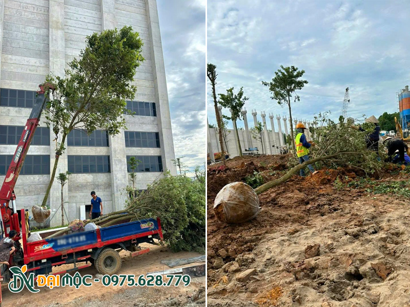 Đội thi công đang tiến hành trồng cây phong linh hoa vàng cổ thụ cho khu đô thị