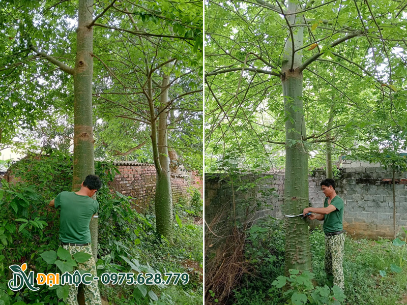 Đo kích thước cây mỹ nhân cổ thụ vanh thân 150cm