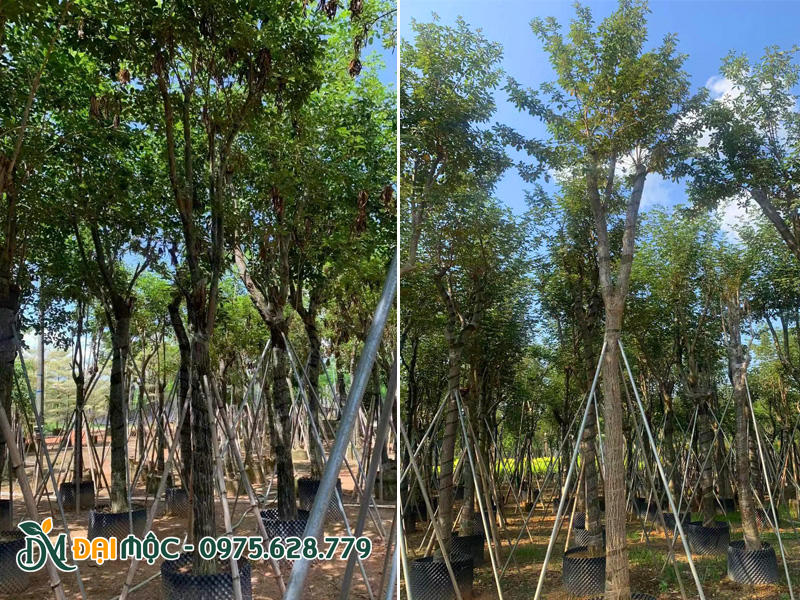 Vườn dưỡng ủ số lượng lớn cây hoa phong linh vàng cổ thụ