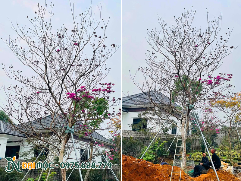 Thi công trồng cây phong linh hoa tím cổ thụ cho sân vườn biệt thự
