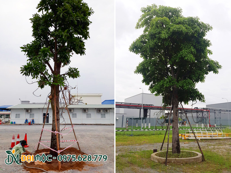 Tiến hành trồng và chống cọc cho cây sala cổ thụ trong khuôn viên