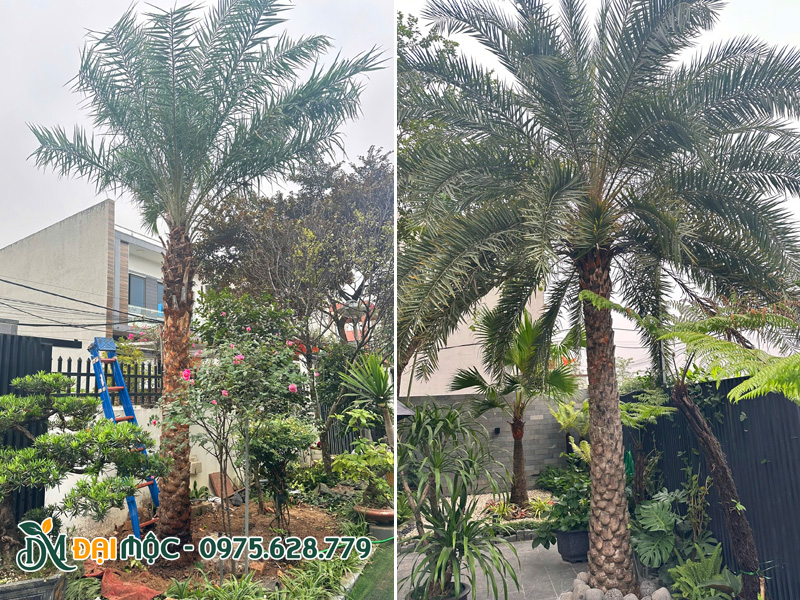 Chà là Trung Đông lóng thân 3 - 4m trồng sân vườn biệt thự