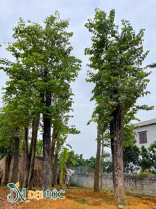 Hàng tinh tuyển kỹ lưỡng, chiều cao 5 - 6m