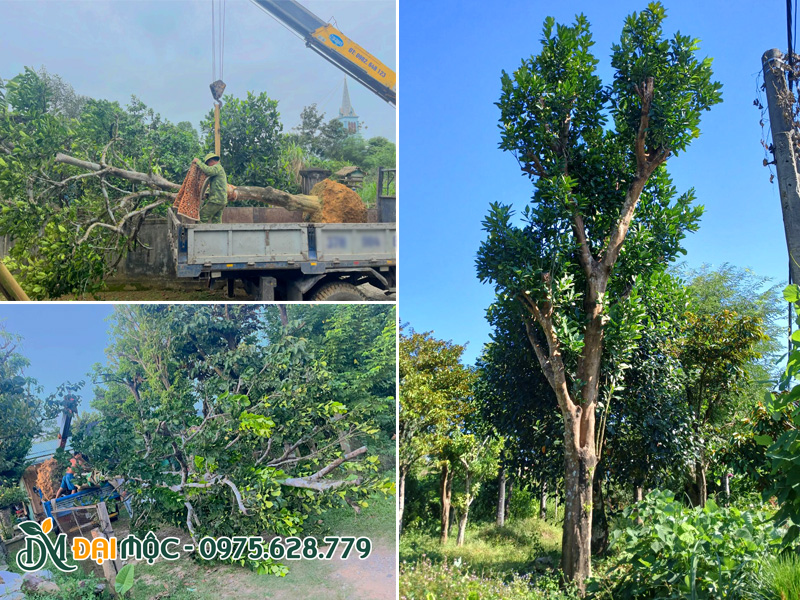 Bứng bầu và vận chuyển cây bưởi cổ thụ về bãi dưỡng ủ