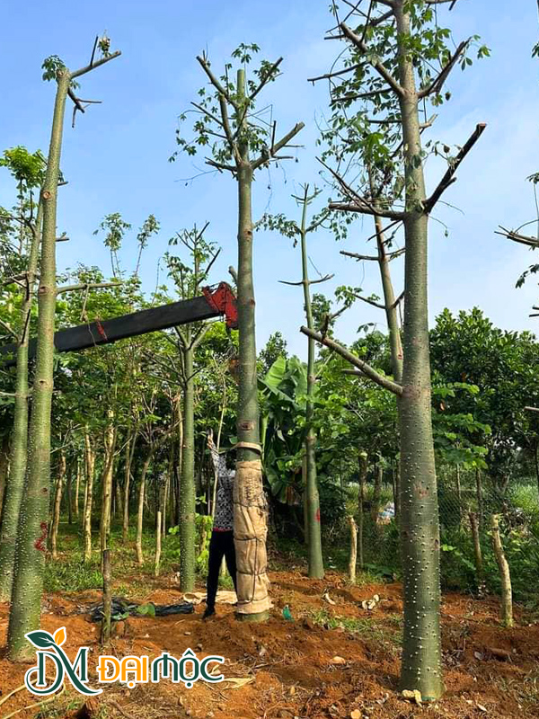 Trồng dưỡng ủ cây hoa mỹ nhân đường kính gốc 35 - 40cm