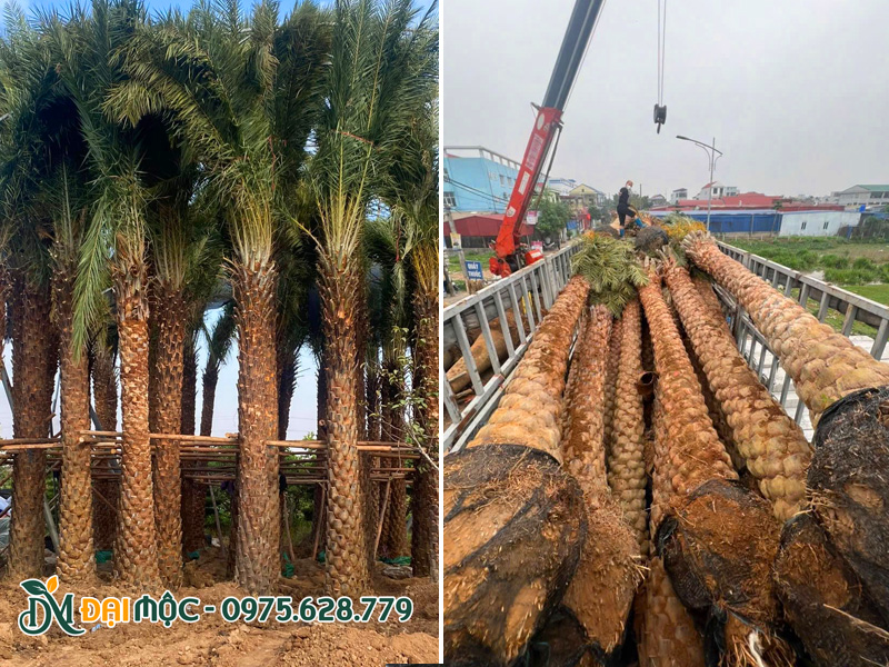 Chà là cổ thụ đã dưỡng ủ được cẩu lên xe đầu kéo thùng dài