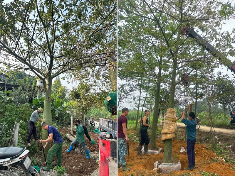Bứng bầu cây hoa mỹ nhân cổ thụ, bầu bứng thẳng theo tiêu chuẩn