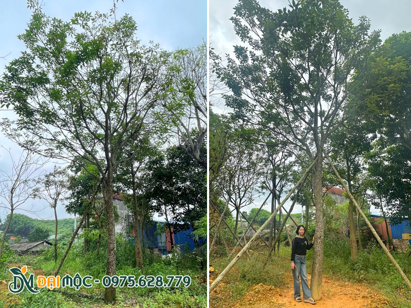 Cây phong linh tim đại thụ đường kính gốc 25cm trở lên